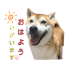 [LINEスタンプ] 柴犬 イチロー