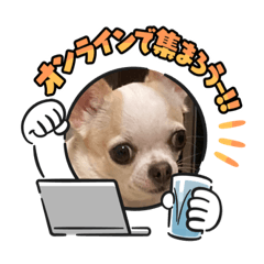 [LINEスタンプ] 愛犬きくのスタンプ 日常的に使える