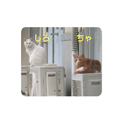[LINEスタンプ] しろ＆ちゃのいる生活