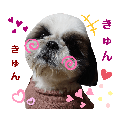 [LINEスタンプ] 我が家のシーズー犬もじゃ 18