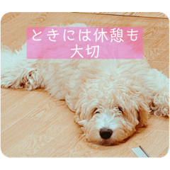 [LINEスタンプ] オーストラリアンラブラドゥードル ゆう②