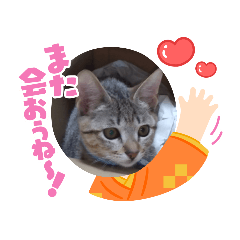 [LINEスタンプ] きじねこ ミール