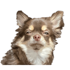 [LINEスタンプ] うちの犬（うに）