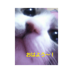 [LINEスタンプ] むすめねこ⑤