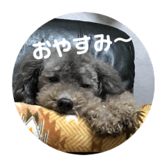 [LINEスタンプ] ガル(トイプードル)