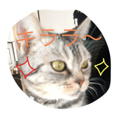 [LINEスタンプ] ニャンコぱいなっぷる