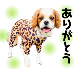 [LINEスタンプ] キャバリアまるおくん。