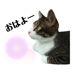 [LINEスタンプ] ちょこねこスタンプ