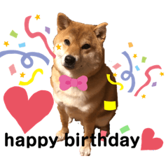 [LINEスタンプ] 使える！柴犬小麦ちゃんスタンプ