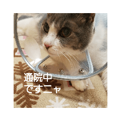 [LINEスタンプ] むすめねこ⑥
