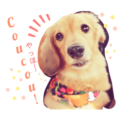 [LINEスタンプ] Coucou Woolong！日本語×フランス語