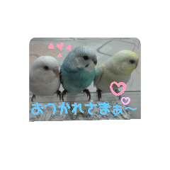 [LINEスタンプ] インコでささやく！