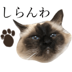 [LINEスタンプ] シフォンとその仲間たちの関西弁ワールド