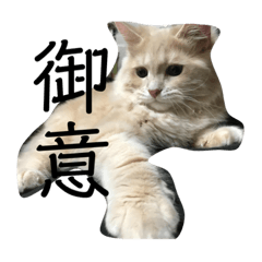 [LINEスタンプ] ふてぶてしいまめちゃん