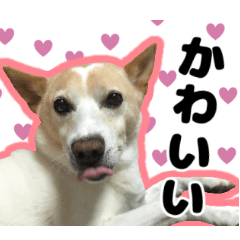 [LINEスタンプ] 【日常使い】犬のコロスケ 第2弾