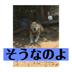 [LINEスタンプ] 愛犬花10