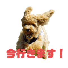[LINEスタンプ] チョコ、ミルク(306)