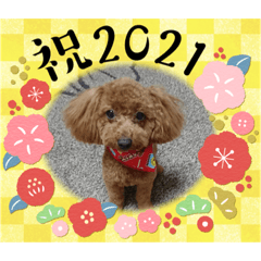 [LINEスタンプ] トイプードルのビビちゃん
