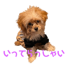 [LINEスタンプ] チップ＆モコ(316)