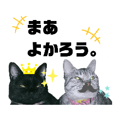 [LINEスタンプ] MagiとKii★にゃんこの日常印+年末年始