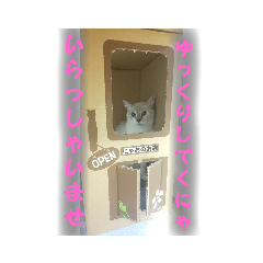 [LINEスタンプ] 猫スタンプ(にゃお)