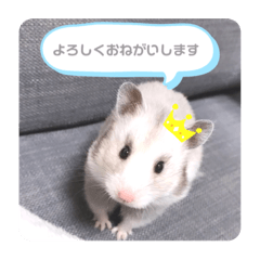 [LINEスタンプ] ムッハ大佐