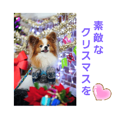 [LINEスタンプ] ぱぴぱぴパピヨン13