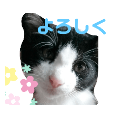 [LINEスタンプ] ごろーちゃんのゴロゴロスタンプ