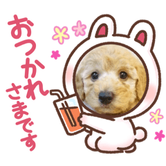 [LINEスタンプ] ワンワン スタンプ