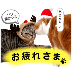 [LINEスタンプ] ねこの日常 シマとコタ