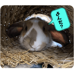 [LINEスタンプ] 2匹の日常。