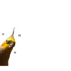 [LINEスタンプ] オカメインコの『パールちゃん』