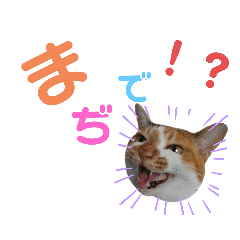 [LINEスタンプ] 使えるみけねこ