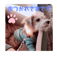 [LINEスタンプ] ノーフォークテリアの日常挨拶