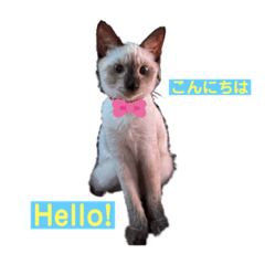 [LINEスタンプ] シャム猫ジャム♫ Siamese cat