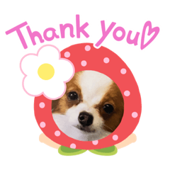 [LINEスタンプ] 犬パピヨン