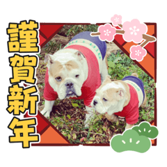 [LINEスタンプ] ブルドッグ乙女とまろ親子年末年始スタンプ