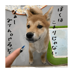 [LINEスタンプ] こまフスキーの日常2