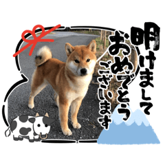 [LINEスタンプ] 可愛い柴一家／お正月