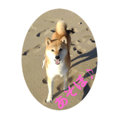 [LINEスタンプ] 可愛い柴犬一家