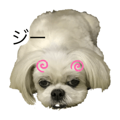 [LINEスタンプ] マルシーズーpinoko