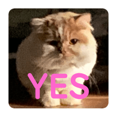 [LINEスタンプ] ねこのコメット3