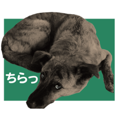 [LINEスタンプ] 名犬 モモ