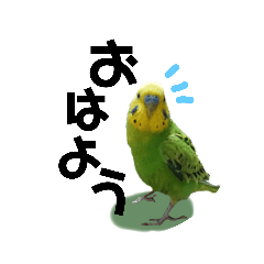 [LINEスタンプ] わが家のインコ達 3