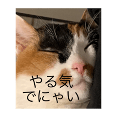 [LINEスタンプ] まるにゃん(猫)のスタンプ
