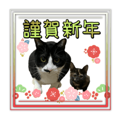 [LINEスタンプ] うちのハチワレandサビ2