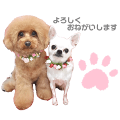 [LINEスタンプ] 〜わが家の愛犬〜     mikan❤︎cherry