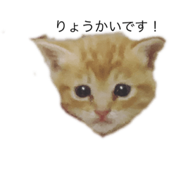 [LINEスタンプ] 茶とらのあいすくん。ときどききゃめる