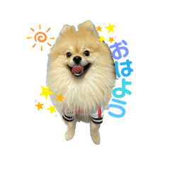 [LINEスタンプ] ぽめらにあん(♡)