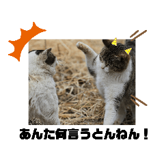 [LINEスタンプ] 野良猫だらけ2020
